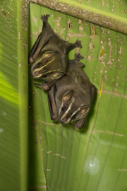 bat